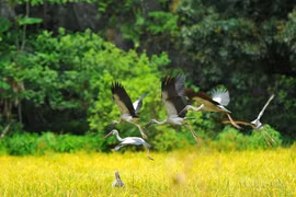 Vietnam reafirma su compromiso con la conservación mundial de la biodiversidad
