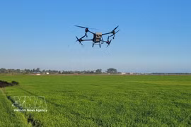 Utilización de drones para fumigar con pesticidas en los arrozales de la comuna de Long Dien, Ciudad Ho Chi Minh. (Foto: VNA)