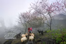 La cultura local hace que los destinos vietnamitas sean atractivos. (Foto: VNA)