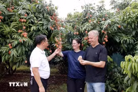 Los turistas disfrutan de los lichis en el jardín. (Foto: VNA)