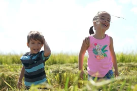 Los niños juegan en un arrozal recién cosechado en el municipio de Los Palacios, provincia cubana de Pinar del Río (Foto: VNA)