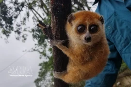 El loris lento pigmeo (nombre científico - Nycticebus pygmaeus) (Foto: VNA)