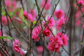 Durante el Tet, toda la región norteña de Vietnam se cubre de brillantes flores de melocotón (Foto: VNA)