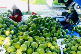 Pomelos para exportación (Foto: VNA)