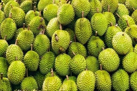 Más del 90% de la producción de durian de Vietnam se consume en el mercado chino. (Foto: VNA)