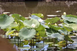 Lotos de Hue en plena floración