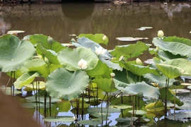 Lotos de Hue en plena floración
