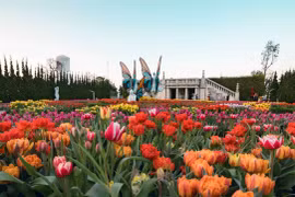 Festival de tulipanes más grande de Vietnam deslumbra a visitantes en primavera