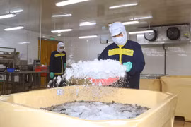 Las empresas de la provincia de Ca Mau aplican tecnología avanzada a la producción de camarones para mejorar la productividad y la calidad de sus productos. (Foto: VNA)