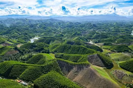 Provincia de Thanh Hoa cultiva bosques conforme a estándares internacionales