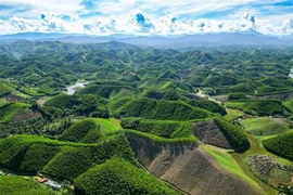 Provincia de Thanh Hoa cultiva bosques conforme a estándares internacionales