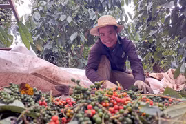 Cosecha de pimienta (Foto: VNA)