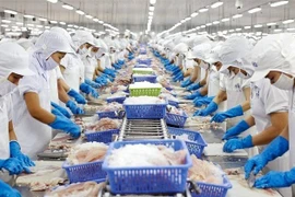 Procesamiento de pescado Tra para exportación (Foto: VNA)