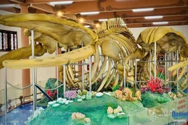 Los dos esqueletos de ballena exhibidos en el sitio de reliquias de Lang Tan (Foto: Periódico de Quang Ngai)