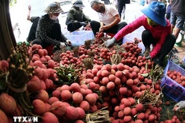 Clasificación y envasado de lichis para exportación en la zona de cultivo de Luc Ngan, provincia de Bac Ninh. (Foto: VNA)