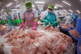 Procesamiento de filetes de pangasius para la exportación en la fábrica de Go Dang Tien Giang. (Foto: VNA)