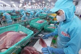 Procesamiento de pescado Tra (pangasius) para exportación (Foto: VNA)