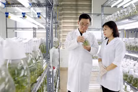 La empresa Thai Binh Seed aplica la ciencia y la tecnología para investigar y producir variedades de plantas de alto rendimiento y alta calidad. (Foto: VNA)