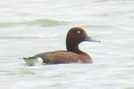 El Ferruginous duck (Aythya nyroca) encontrado en la laguna de Hac Hai (Foto: Parque Nacional Phong Nha – Ke Bang)