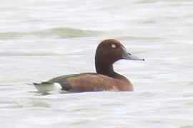 El Ferruginous duck (Aythya nyroca) encontrado en la laguna de Hac Hai (Foto: Parque Nacional Phong Nha – Ke Bang)