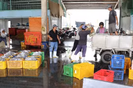 Durante la temporada de pesca, el puerto pesquero de Vam Lang, en la provincia de Dong Thap, da empleo a un gran número de trabajadores locales. (Foto: VNA)
