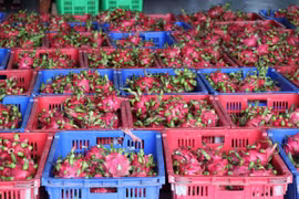 Pitahayas vietnamitas para exportación (Foto: VNA)