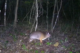 Descubren animales preciosos en Reserva Natural Ea So