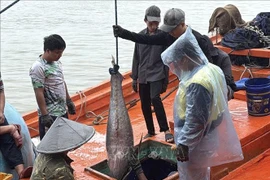 Muchos barcos pesqueros de la provincia de Dak Lak han capturado atunes de gran tamaño.