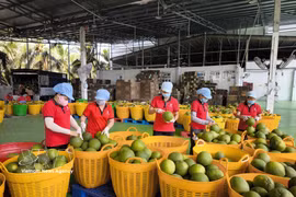 Procesamiento de pomelos para exportación en la fábrica de envasado de Kim Thanh, en la comuna de Giao Long, provincia de Vinh Long. (Foto: VNA)