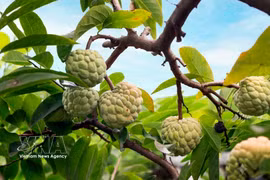 Temporada de cosecha de anones de Bo Ly en el norte de Vietnam 
