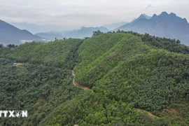 Vietnam recibirá 5 millones de dólares adicionales por venta de créditos de carbono forestal (Foto: VNA)