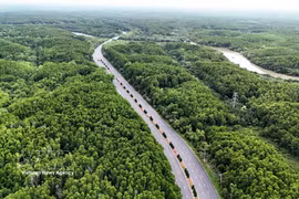 Bosque de manglares de Can Gio. (Foto: VNA)