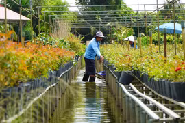 Cultivo de flores en espalderas: Tradición de la aldea Sa Dec