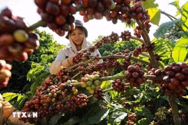 Exportaciones agroforestales y acuícolas aumentan más del 14% en el primer semestre