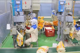 Envasado de arroz para exportación en la fábrica de Thao Son, filial del grupo Loc Troi. (Fuente: VNA)