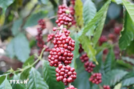 Exportaciones de café de Vietnam alcanzan 5,45 mil millones de dólares