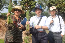 Shobha Shetty, directora global de Alimentación y Agricultura del Banco Mundial, inspecciona el arroz sembrado según el modelo del cultivo de arroz de bajas emisiones. (Fuente: VNA)
