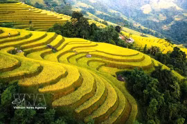 Provincia de Tuyen Quang luce sus arrozales en terrazas doradas