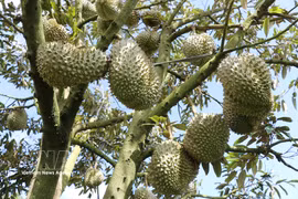 La calidad de los durianes de Lam Dong mejora constantemente gracias a la estandarización de los procesos de producción, los controles de seguridad alimentaria y la trazabilidad. (Foto: VNA)