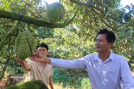 Agricultores visitan el jardín de durián fuera de temporada de Cao Chi Dai, residente de la comuna de Vinh Hanh, provincia de An Giang.
