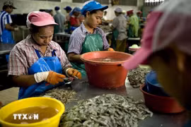 Trabajadores migrantes en una fábrica de procesamiento de camarones en Mahachai, en las afueras de Bangkok, Tailandia. (Foto: AFP/VNA)
