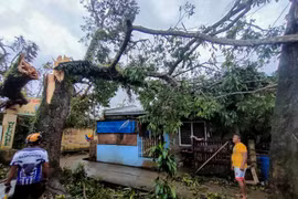 Un árbol derribado por el tifón Bualoi en la provincia de Masbate, Filipinas, el 26 de septiembre de 2025. (Foto: Xinhua/VNA)
