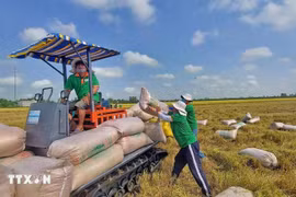 Agricultores del distrito de Thoai Son (provincia de An Giang) cosechan arroz. (Fuente: VNA)