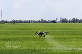 Agricultores de An Giang utilizan drones para atender sus campos. (Fuente:VNA)