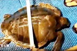 Pescadores miden el tamaño de una tortuga carey. (Foto: VNA)