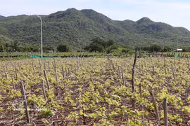 Las localidades del sur de la provincia de Khanh Hoa están ampliando sus zonas de cultivo de uva a gran escala. (Foto: VNA)