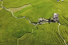 Lao Cai: Temporada de arroz verde de Ta Van atrae visitantes 