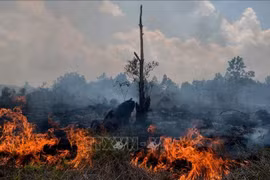 Foto de ilustración. (Fuente: AFP/VNA)