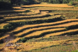 Los arrozales en terrazas de Mien Doi, que se extienden por las laderas de la comuna de Thuoc Coc, crean una escena pintoresca de abundante cosecha. (Fuente: VNA)