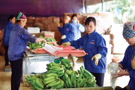 Las empresas necesitan mejorar los estándares de los productos agrícolas para lograr exportaciones sostenibles. (Fuente: Baodautu:.vn)